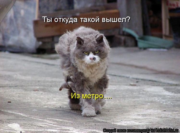 Ты откуда такой вышел? Из метро....... Котоматрица: Ты откуда такой вышел? Из метро....