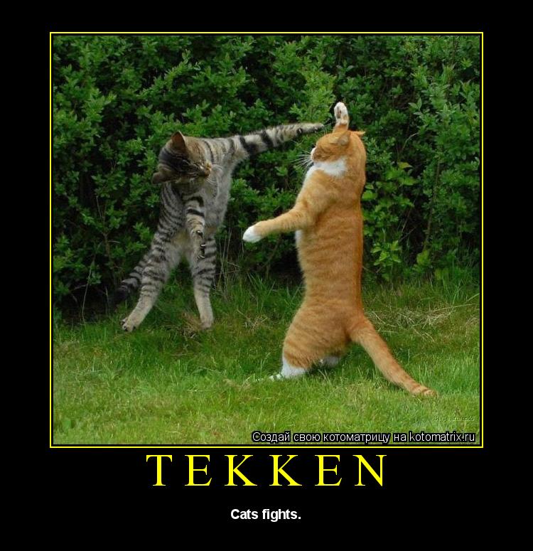Tekken Cats fights.... Котоматрица: Tekken Cats fights.