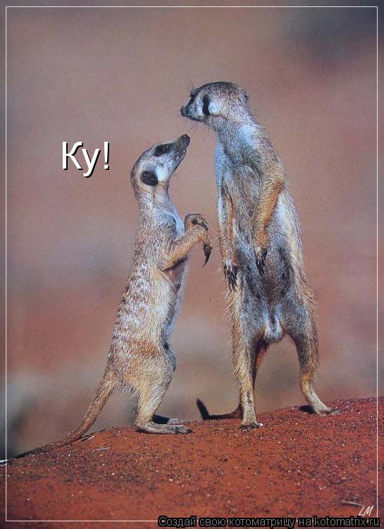 Котоматрица: Ку!