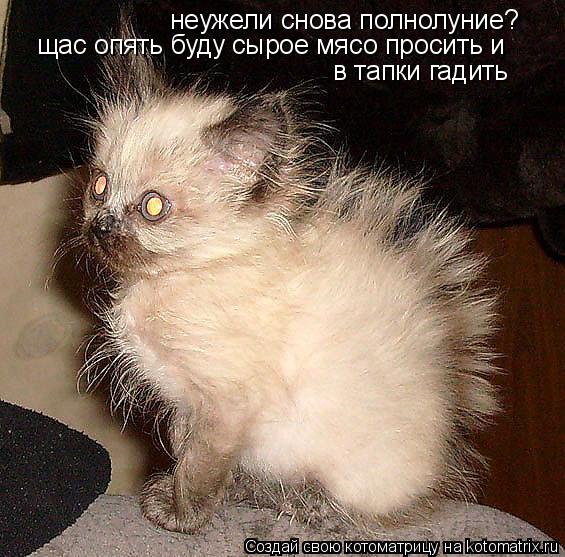 Котоматрица: неужели снова полнолуние? щас опять буду сырое мясо просить и  в тапки гадить