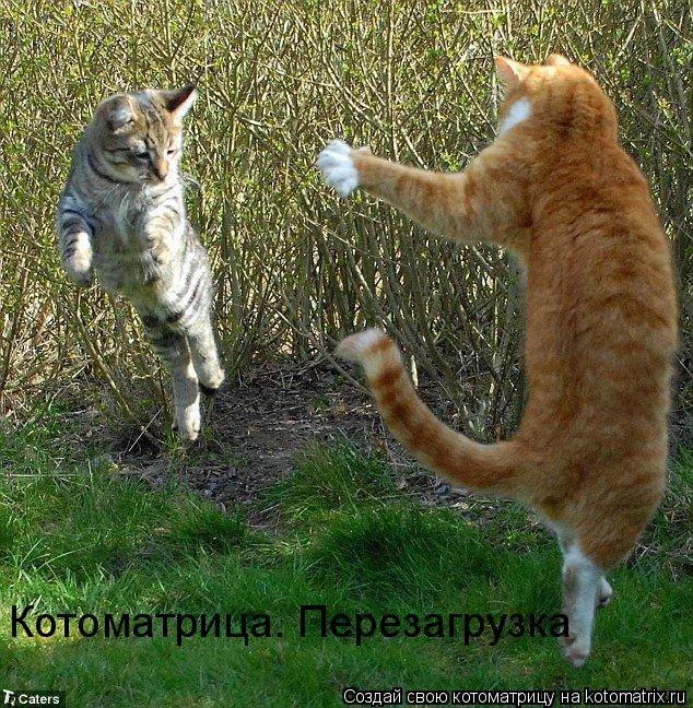 Котоматрица: Котоматрица. Перезагрузка
