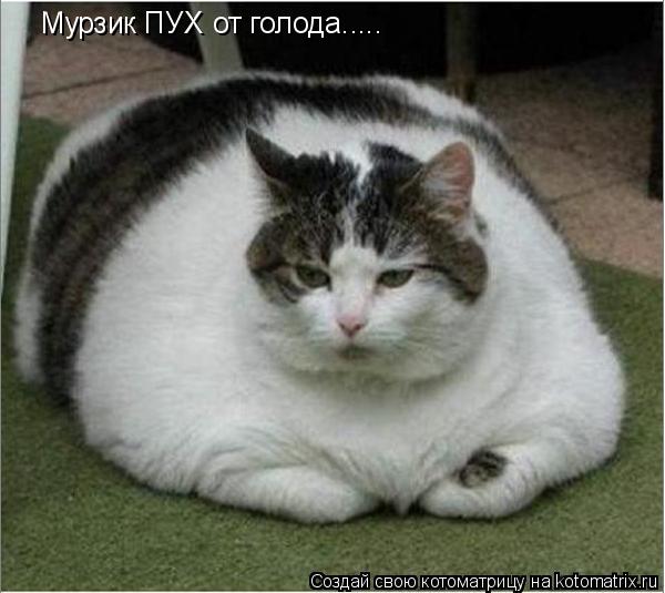 Котоматрица: Мурзик ПУХ от голода.....