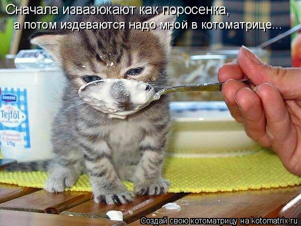 Котоматрица: Сначала извазюкают как поросенка, а потом издеваются надо мной в котоматрице...