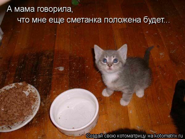 Котоматрица: А мама говорила, что мне еще сметанка положена будет...