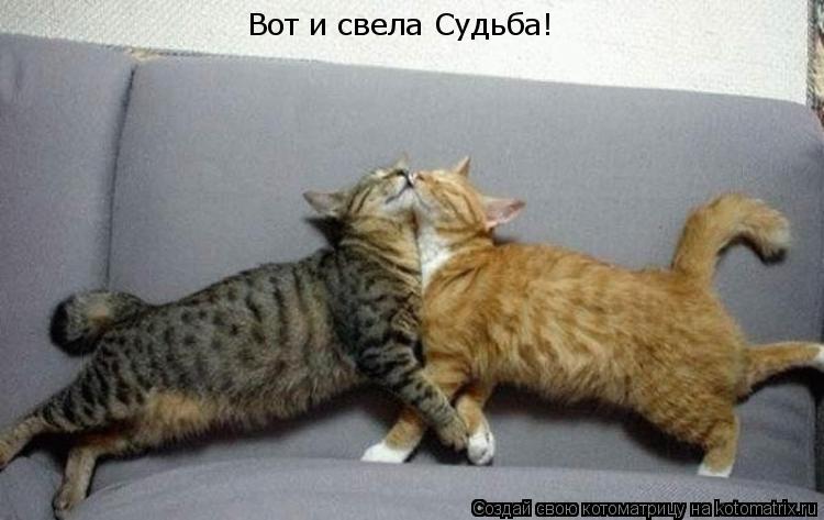 Котоматрица: Вот и свела Судьба!