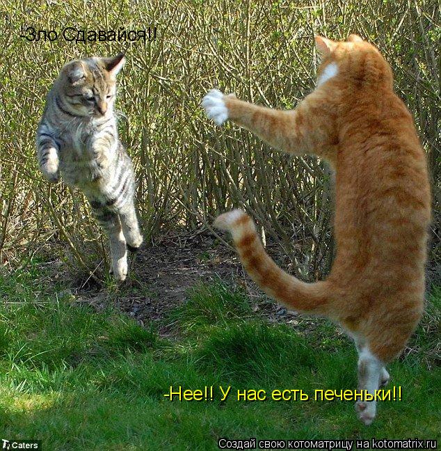 Котоматрица: -Зло Сдавайся!! -Нее!! У нас есть печеньки!!