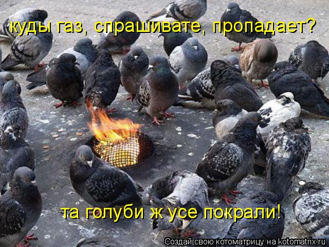 Котоматрица: та голуби ж усе покрали! куды газ, спрашивате, пропадает?