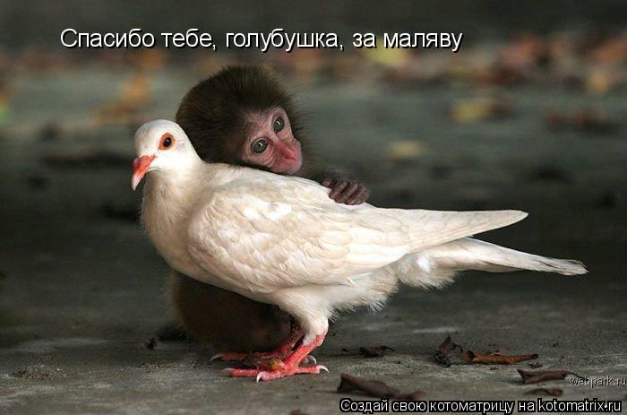 Котоматрица: Спасибо тебе, голубушка, за маляву
