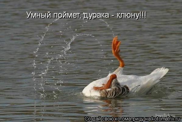 Котоматрица: Умный поймет, дурака - клюну!!!