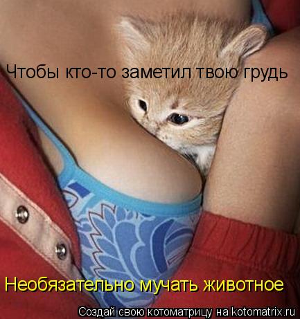 Чтобы кто-то заметил твою грудь Необязательно мучать животное... Котоматрица: Чтобы кто-то заметил твою грудь Необязательно мучать животное