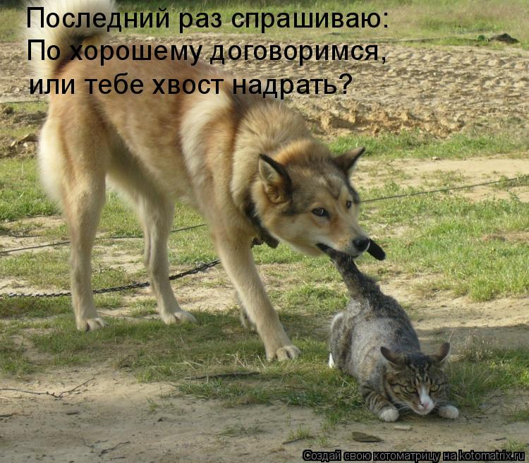 Последний раз спрашиваю: По хорошему договоримся, или тебе хвост надрать?... Котоматрица: Последний раз спрашиваю: По хорошему договоримся, или тебе хвост надрать?