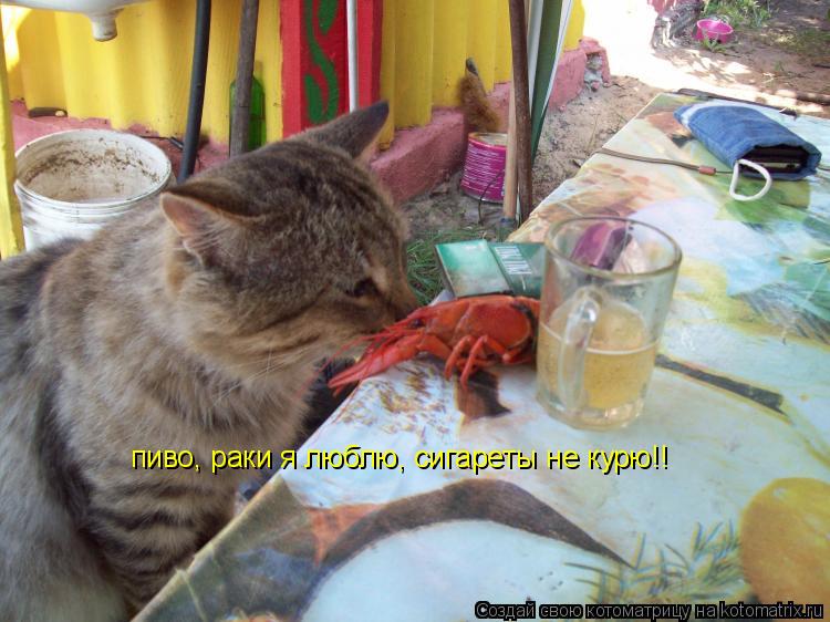 пиво, раки я люблю, сигареты не курю!!... Котоматрица: пиво, раки я люблю, сигареты не курю!!