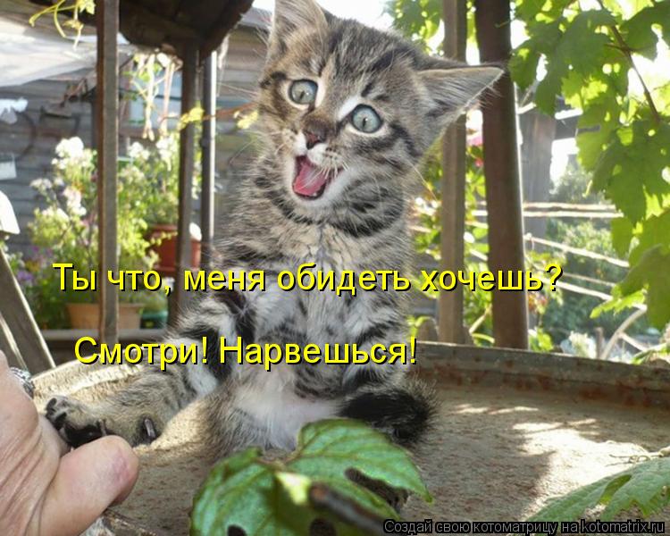 Ты что, меня обидеть хочешь? Смотри! Нарвешься!... Котоматрица: Ты что, меня обидеть хочешь? Смотри! Нарвешься!