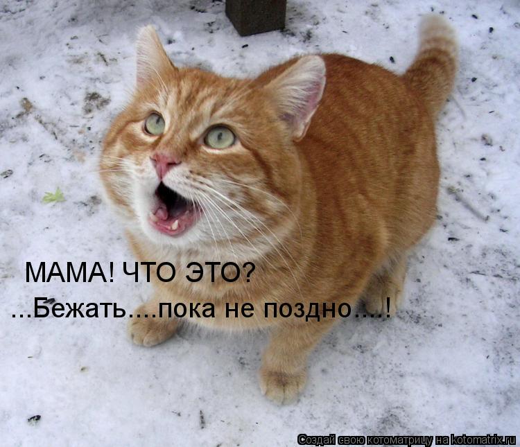 МАМА! ЧТО ЭТО? ...Бежать....пока не поздно....!... Котоматрица: МАМА! ЧТО ЭТО? ...Бежать....пока не поздно....!