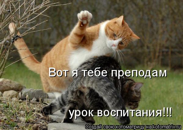 Вот я тебе преподам урок воспитания!!!... Котоматрица: Вот я тебе преподам урок воспитания!!!