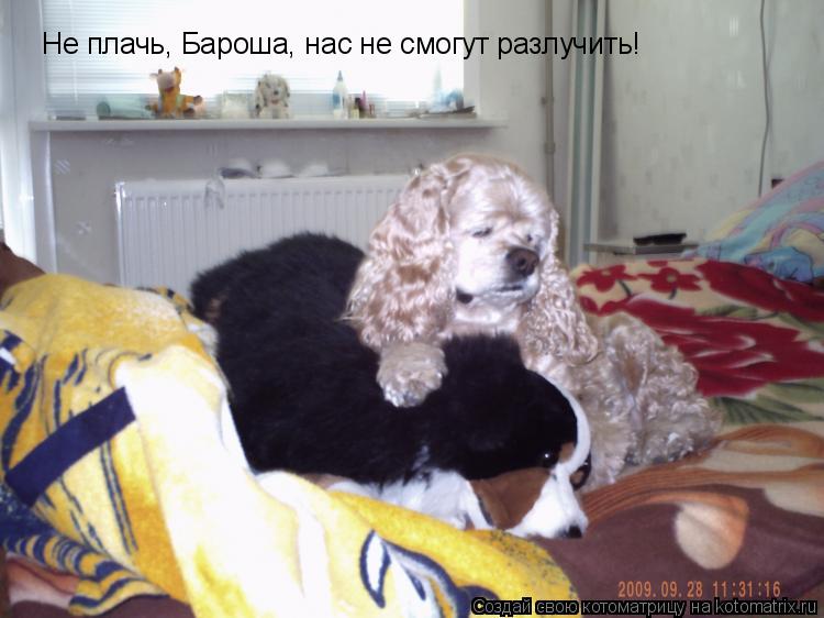 Не плачь, Бароша, нас не смогут разлучить!... Котоматрица: Не плачь, Бароша, нас не смогут разлучить!