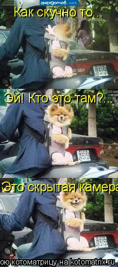 Котоматрица: Как скучно то... Эй! Кто это там?... Это скрытая камера!!!
