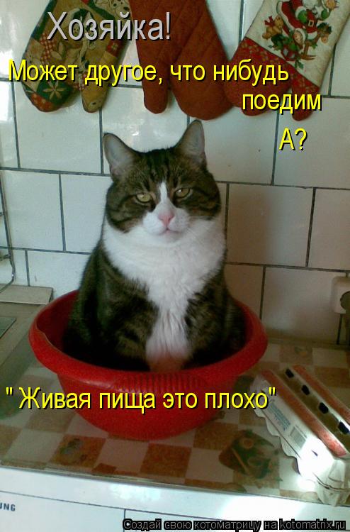 Котоматрица: Хозяйка! Может другое, что нибудь поедим А? " Живая пища это плохо"