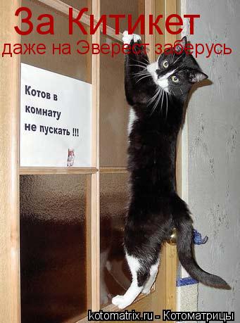 Котоматрица: За Китикет даже на Эверест заберусь