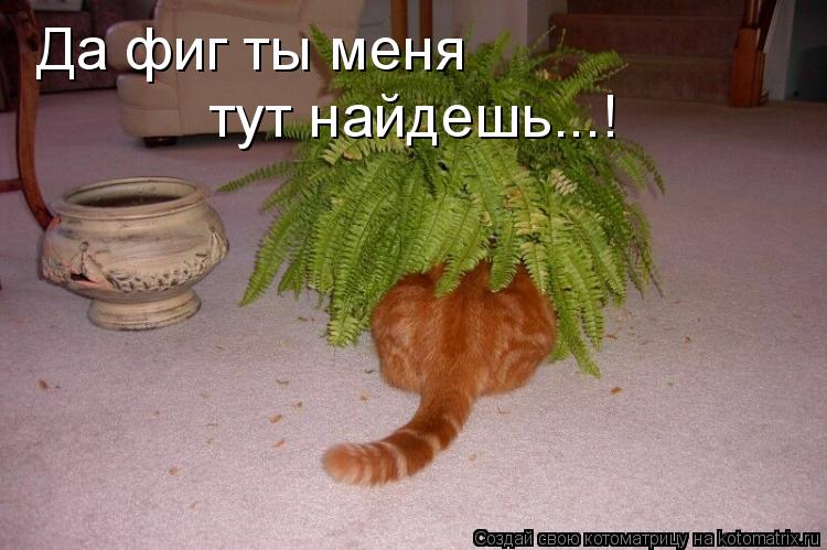 Котоматрица: Да фиг ты меня тут найдешь...!