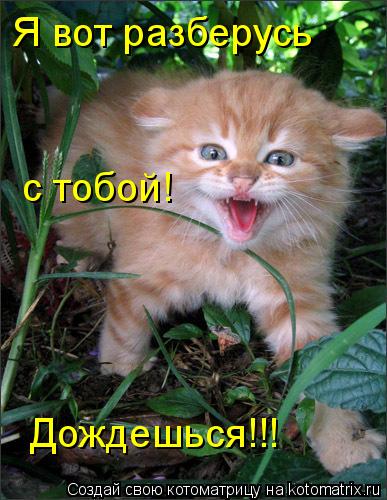 Котоматрица: Я вот разберусь Дождешься!!!  с тобой!