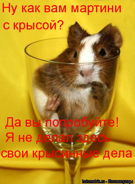 Котоматрица: Ну как вам мартини с крысой? Да вы попробуйте! Я не делал здесь свои крысинные дела