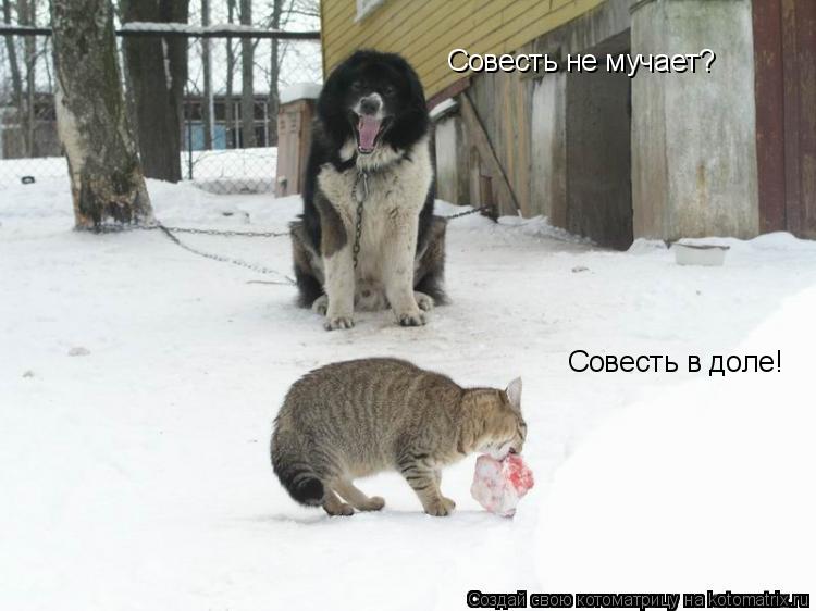Котоматрица: Совесть не мучает? Совесть в доле!