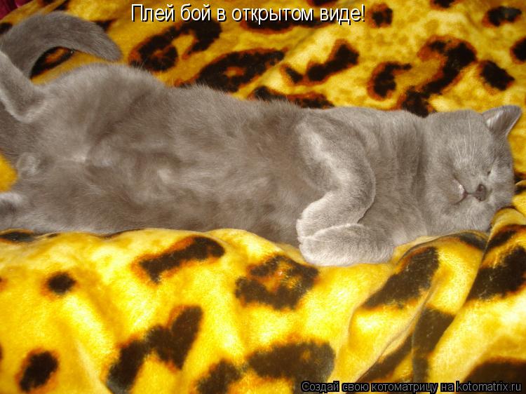 Котоматрица: Плей бой в открытом виде!