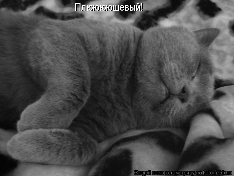 Котоматрица: Плююююшевый!