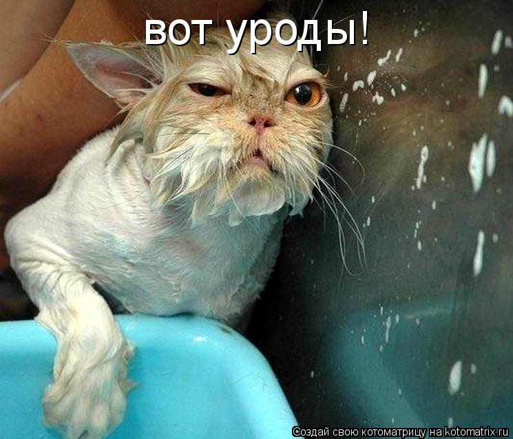 Котоматрица: вот уроды!