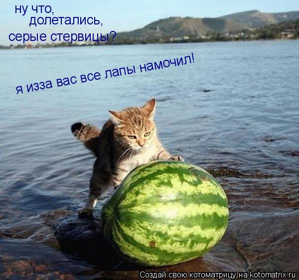 Котоматрица: ну что, долетались, серые стервицы? я изза вас все лапы намочил!