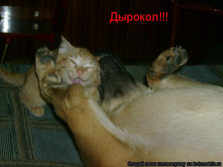 Котоматрица: Дырокол!!!