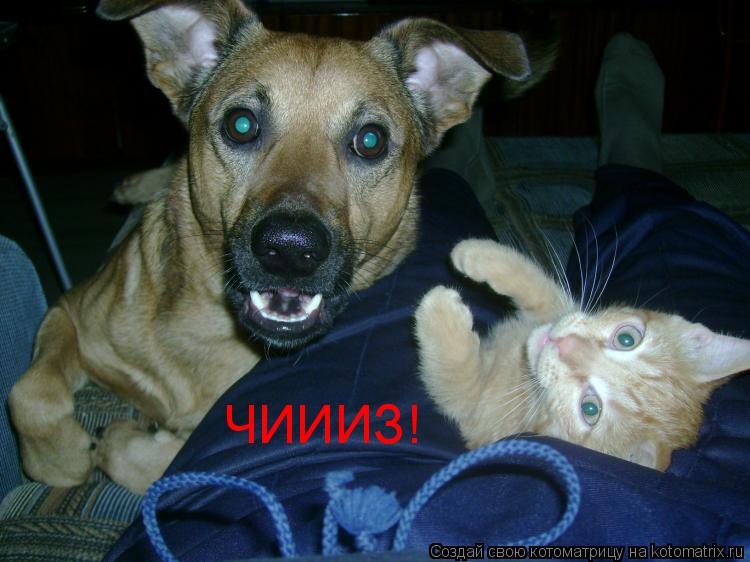 Котоматрица: ЧИИИЗ!