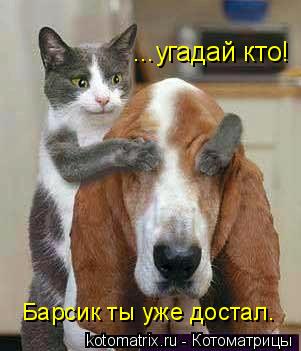 Котоматрица: ...угадай кто! Барсик ты уже достал.