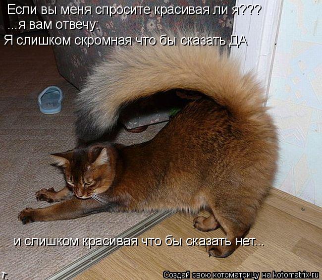 Котоматрица: Если вы меня спросите красивая ли я??? ...я вам отвечу: Я слишком скромная что бы сказать ДА  и слишком красивая что бы сказать нет...