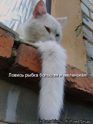 Котоматрица: Ловись рыбка большая и маленькая!