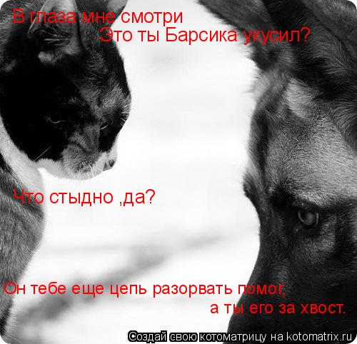 Котоматрица: В глаза мне смотри Что стыдно ,да? Это ты Барсика укусил? Он тебе еще цепь разорвать помог, а ты его за хвост.