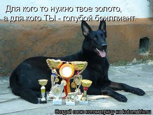 Котоматрица: Для кого то нужно твое золото, а для кого ТЫ - голубой бриллиант.