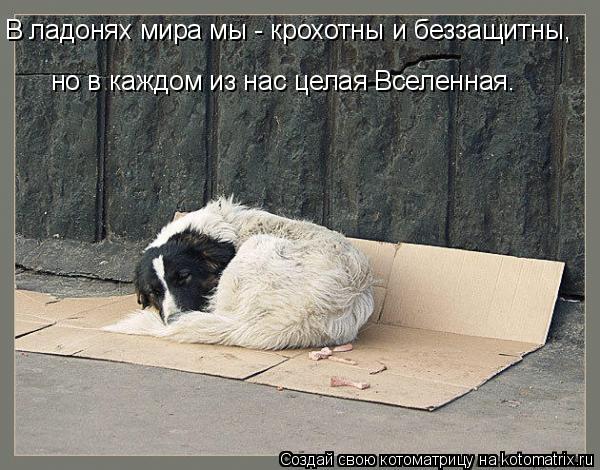 Котоматрица: В ладонях мира мы - крохотны и беззащитны, но в каждом из нас целая Вселенная.