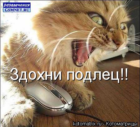 Котоматрица: Здохни подлец!!