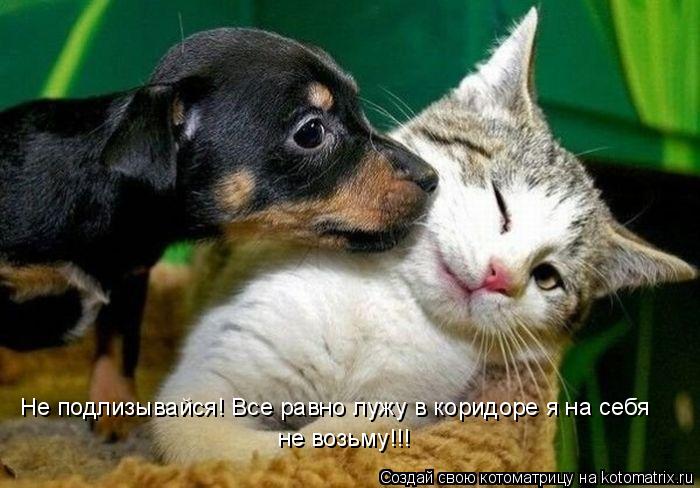 Котоматрица: Не подлизывайся! Все равно лужу в коридоре я на себя  не возьму!!!