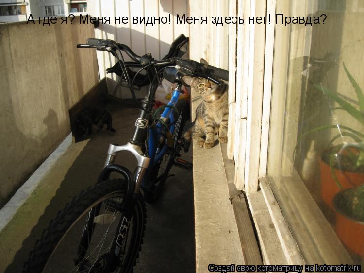 Котоматрица: А где я? Меня не видно! Меня здесь нет! Правда?