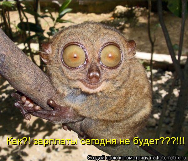 Котоматрица: Как?! зарплаты сегодня не будет???!!!