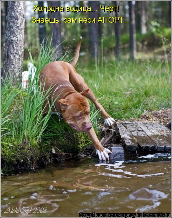 Холодна водица... Чёрт! Знаешь, сам неси АПОРТ...... Котоматрица: Холодна водица... Чёрт! Знаешь, сам неси АПОРТ...