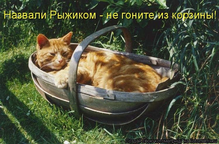 Назвали Рыжиком - не гоните из корзины!... Котоматрица: Назвали Рыжиком - не гоните из корзины!