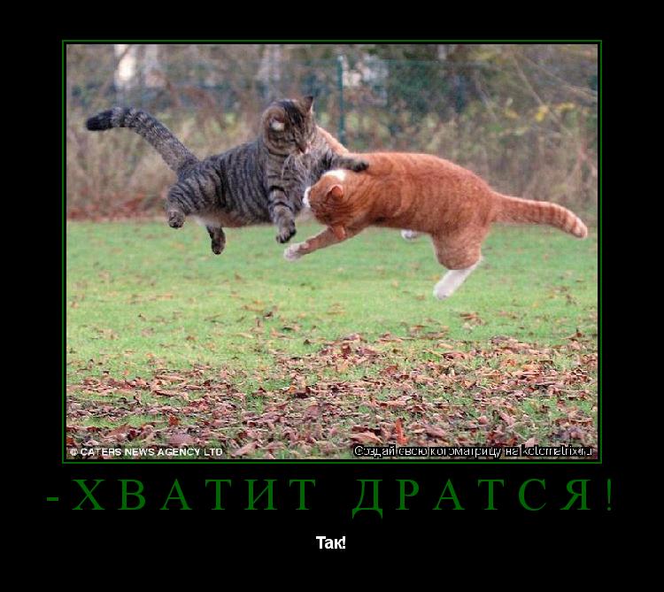 Котоматрица: -хВАТИТ ДРАТСЯ! Так!