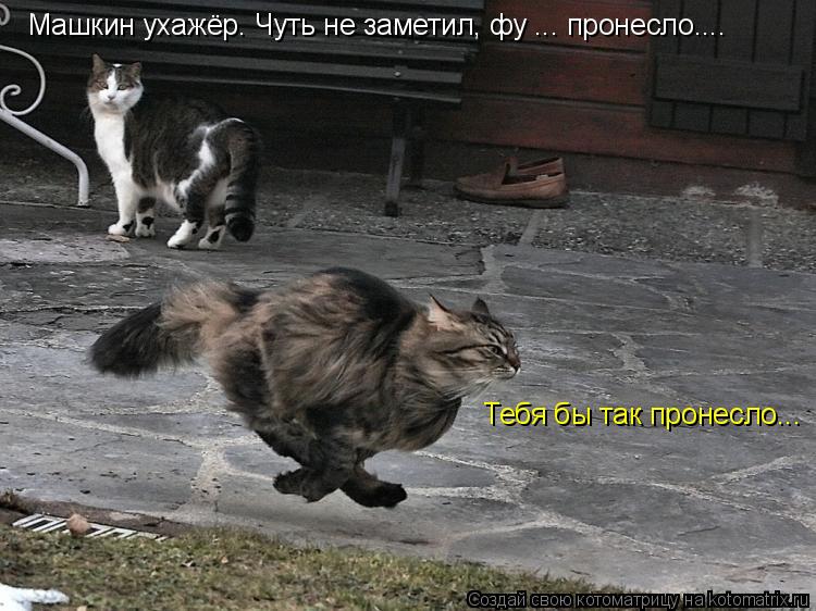 Котоматрица: Машкин ухажёр. Чуть не заметил, фу ... пронесло.... Тебя бы так пронесло...