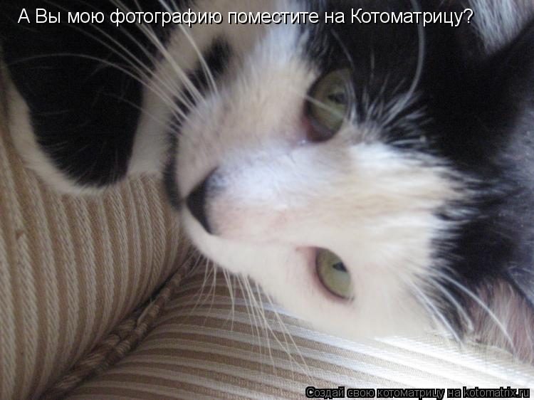 Котоматрица: А Вы мою фотографию поместите на Котоматрицу?