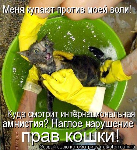 Котоматрица: Mеня купают против моей воли! Kуда смотрит интернациональная амнистия? амнистия? Наглое нарушение прав кошки! прав кошки!