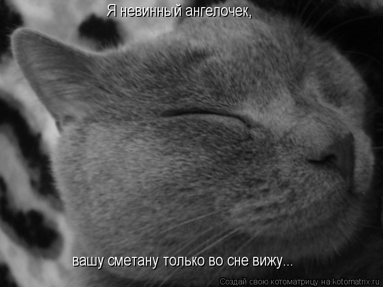 Котоматрица: Я невинный ангелочек,  вашу сметану только во сне вижу...